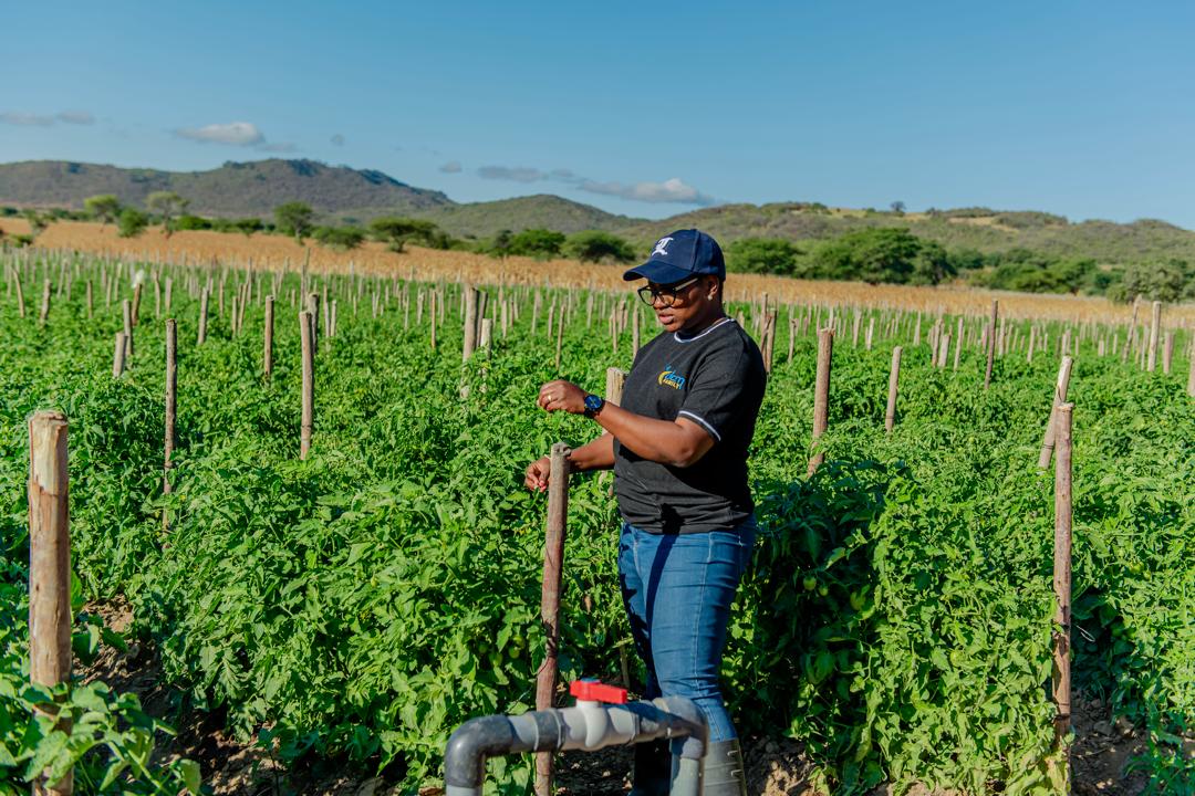 EL AGRI INVESTMENT farmland under drip irrigation