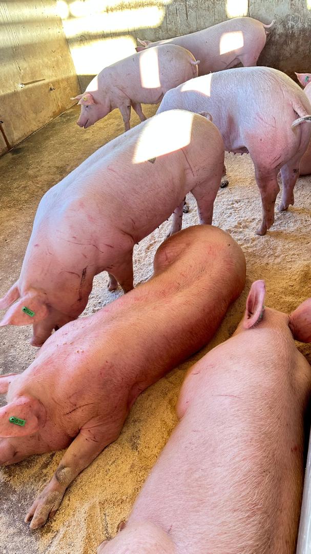EL AGRI INVESTMENT livestock operations